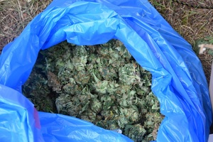 Marihuana w niebieskim worku na śmieci