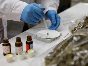 zdjęcie laborantki, która wykonuje test marihuany